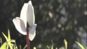 Un fiore per Pace